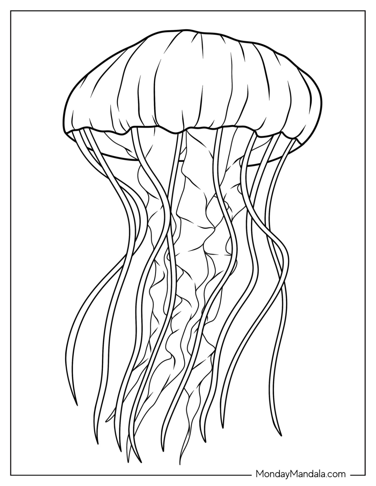 Jellyfish coloring pages free pdf printables