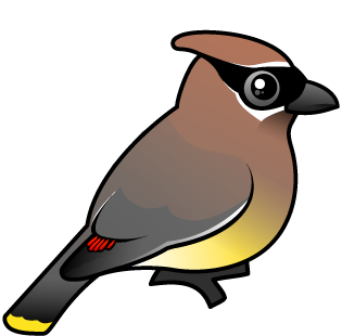 Cute cedar waxwing by meet the birds