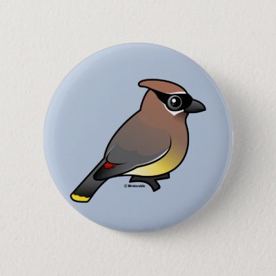 Cute cedar waxwing by meet the birds