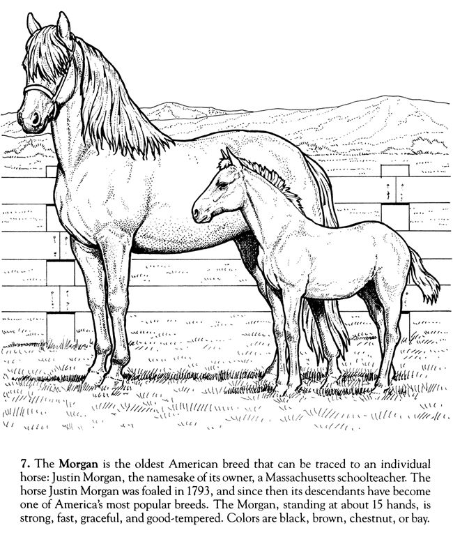 Colorg page prtable horse wele to dover publications horse colorg horse colorg pages animal colorg pages