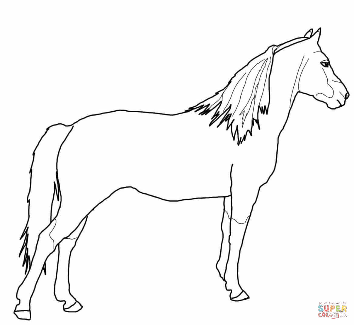 Morgan horse coloring page free printable coloring pages