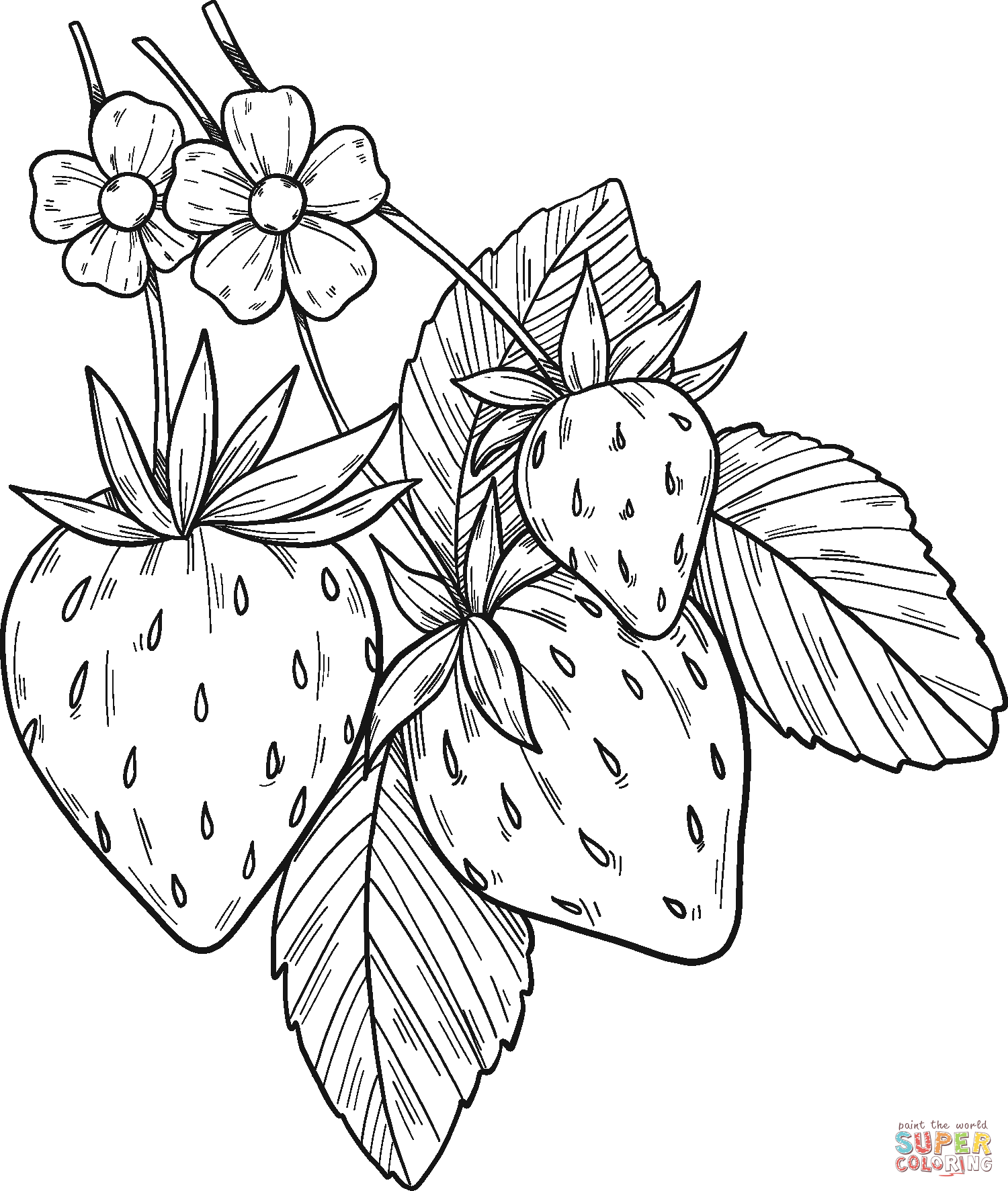Dibujo de planta de fresa para colorear dibujos para colorear imprimir gratis
