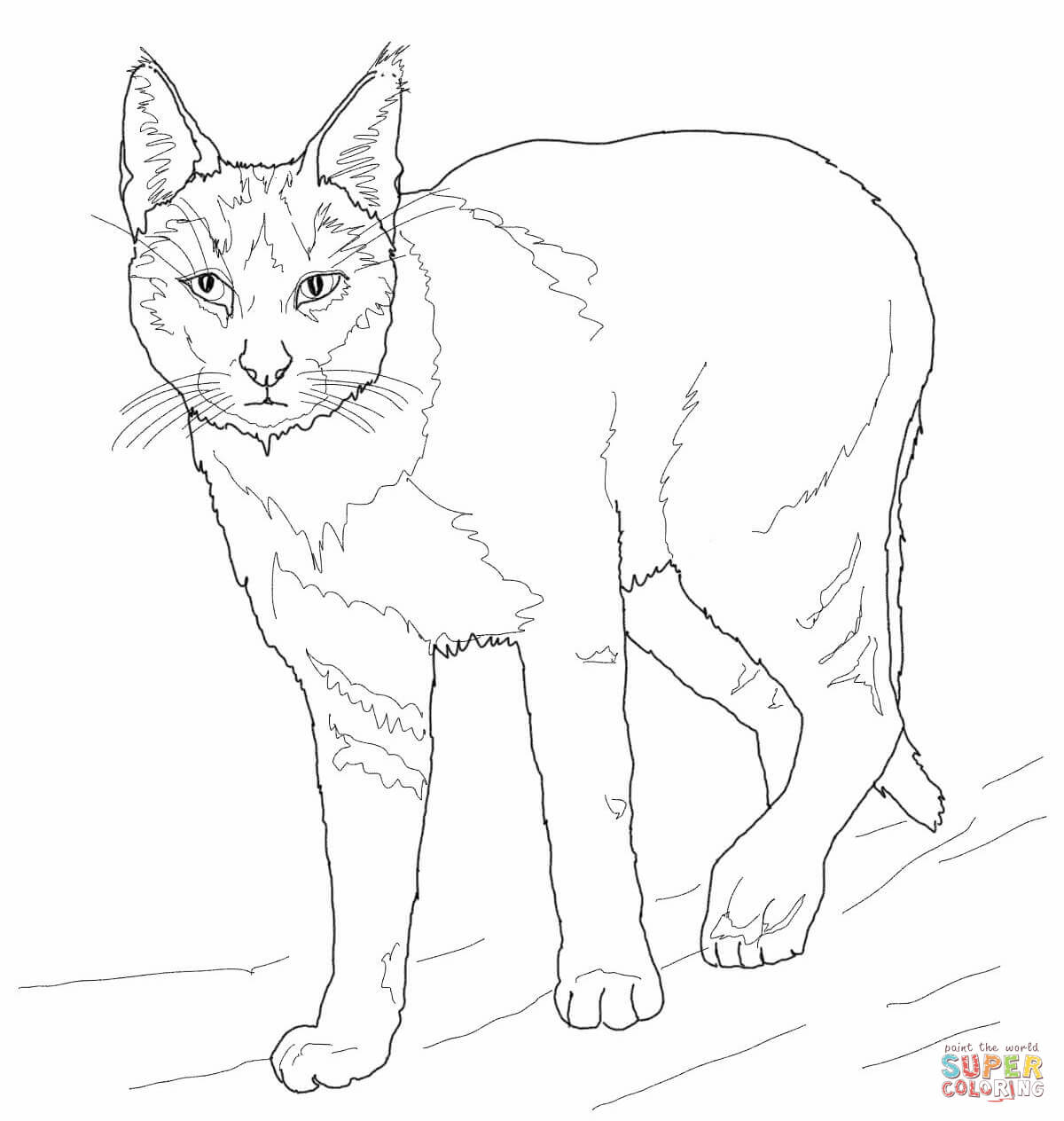 Jungle cat coloring page free printable coloring pages