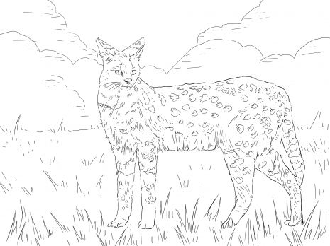 Serval african wild cat coloring page super coloring african wild cat cat coloring page animal coloring pages