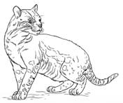 Wild cats coloring pages free coloring pages