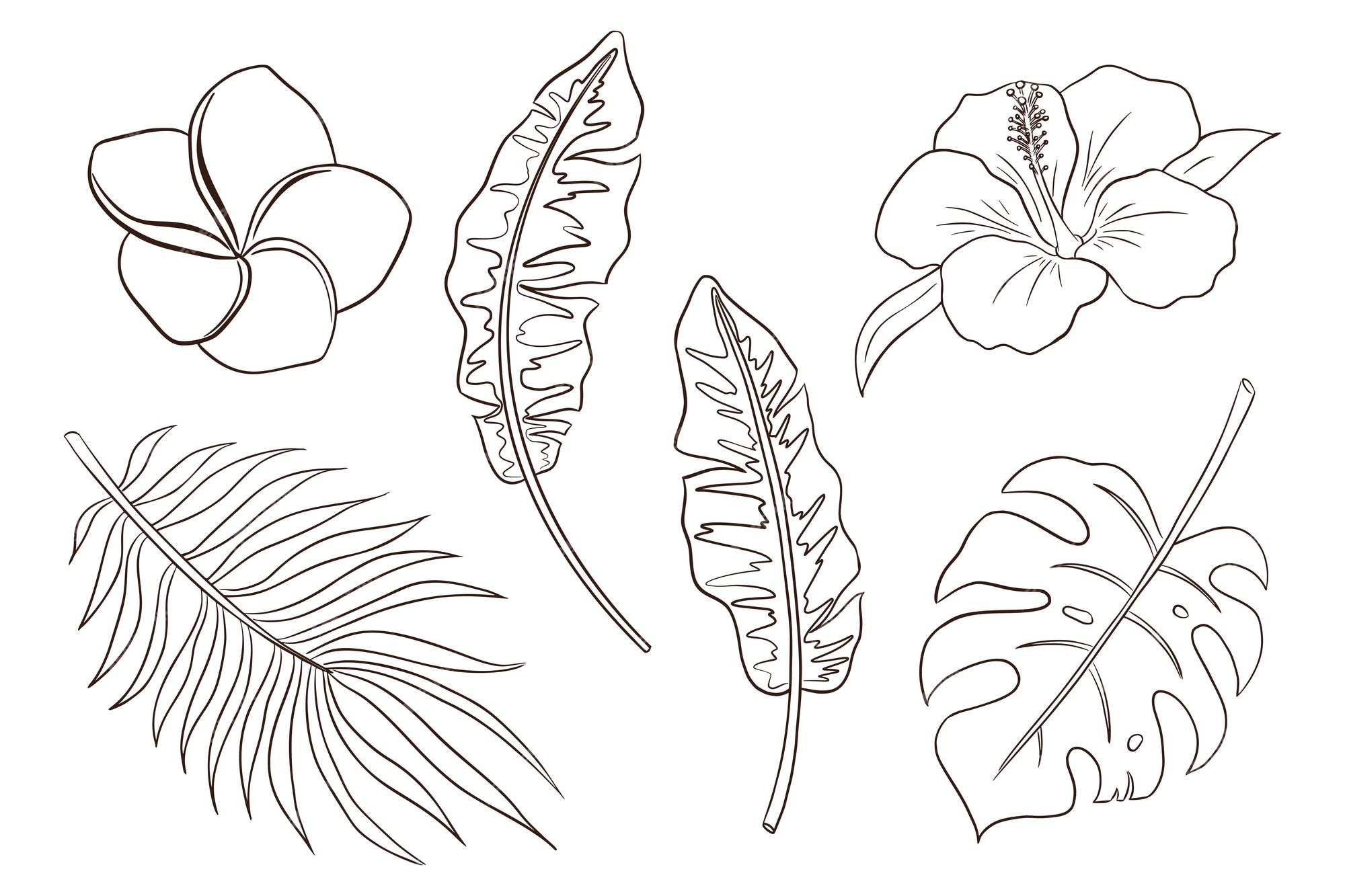 Premium vector tropical flowers and leaves coloring page set of hand drawn exotic plants and blossoms vector illustrations banana palm and monstera leaves hibiscus and plumeria flowers premium vector
