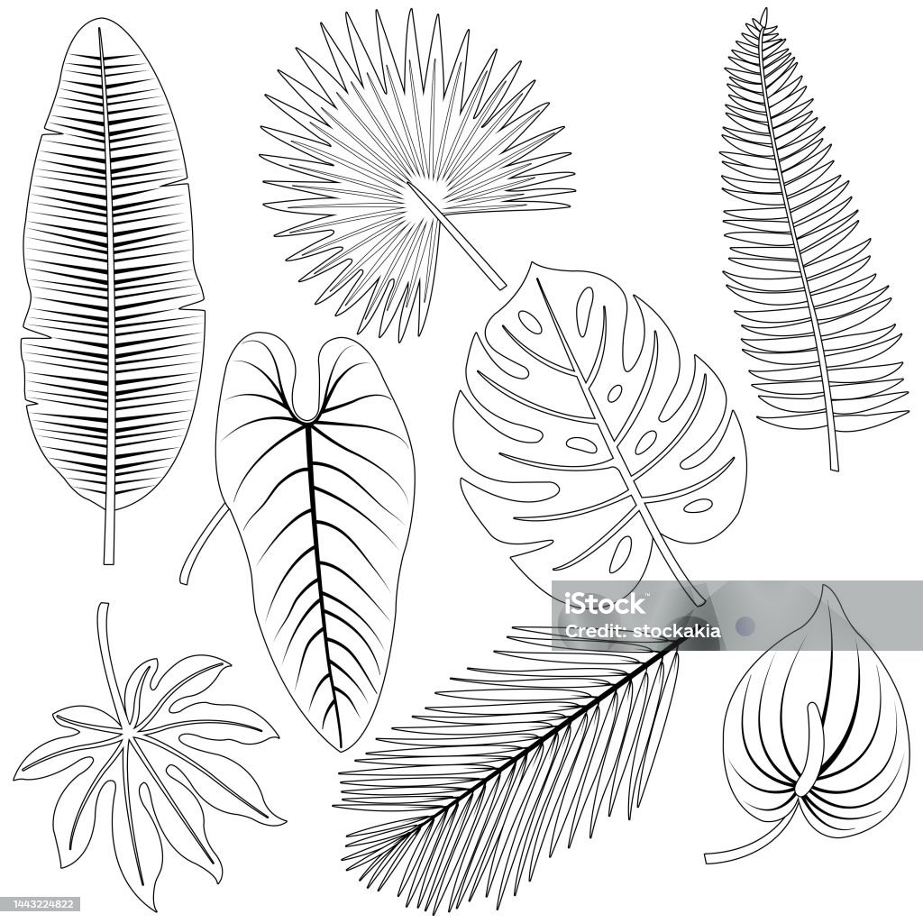 Tropical plant leaves collection vector black and white coloring page stock illustration