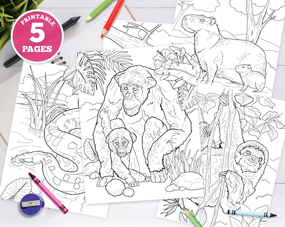 Printable digital coloring pages for kids jungle animals unique illustrations rainforest animal woodland pdf download chimpanzee