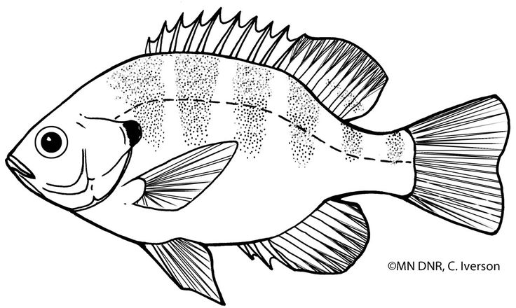 Bluegill outline fish coloring page fish outline coloring pages