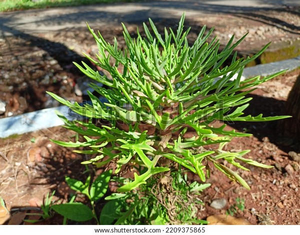 Kalanchoe laciniata photos images and pictures