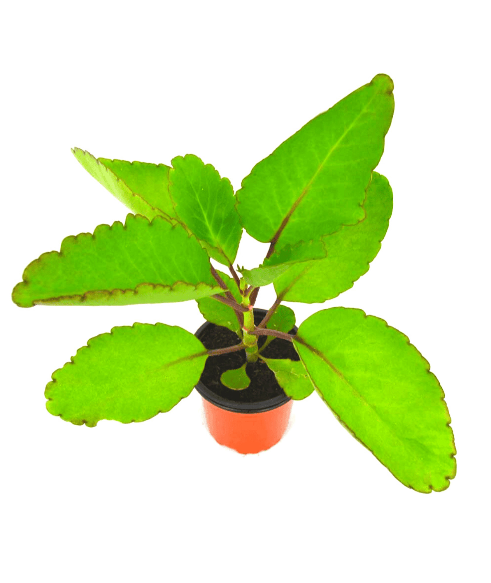Kalanchoe pinnata kidney stone plant â leafy island