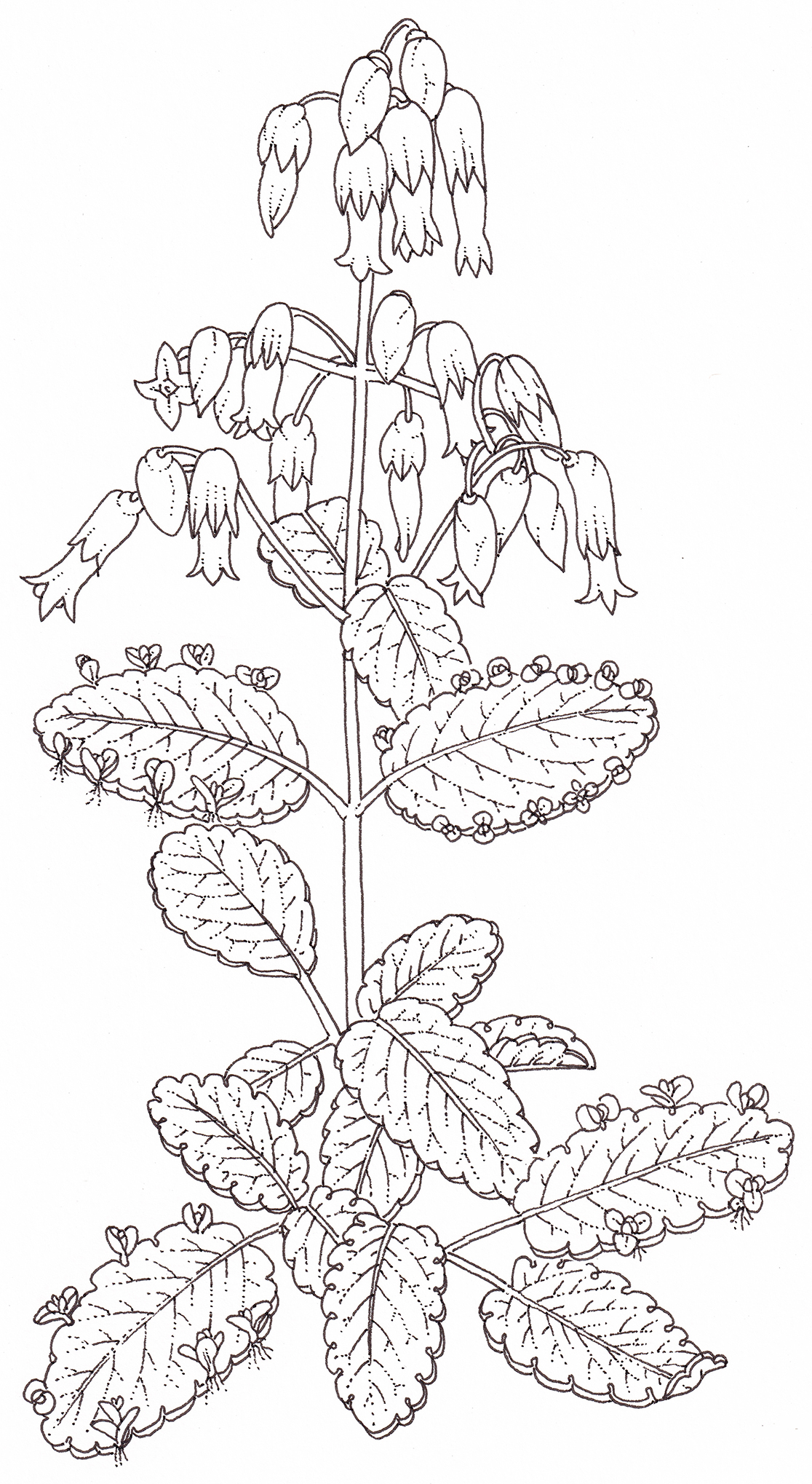 Kalanchoe pinnata archives