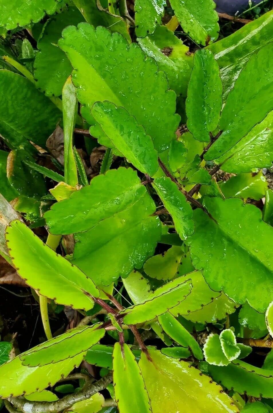 Rare kalanchoe pinnata miracle leaf air plants bryophyllum pinnatum ra â kviter