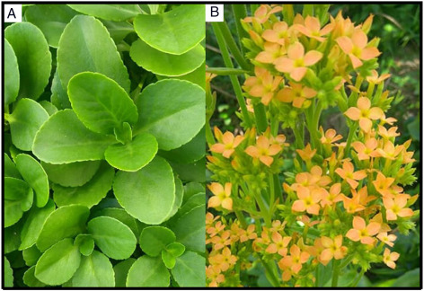 Kalanchoe laciniata and bryophyllum pinnatum an updated review about ethnopharmacology phytochemistry pharmacology and toxicology