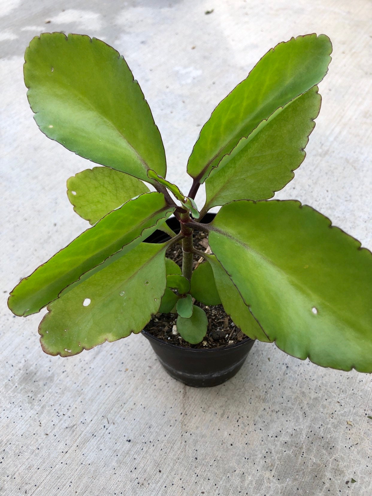 Succulent kalanchoe pinnata starter plant a very easy to grow
