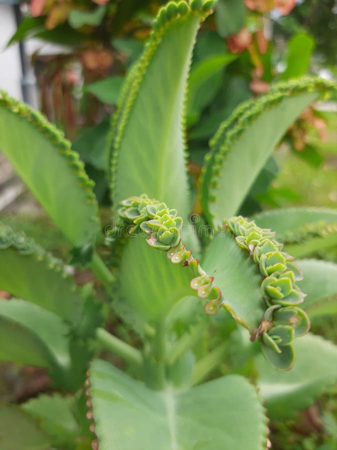 Leaves of cocor bebek kalanchoe pinnata have thick flesh and contain a lot of water stock image