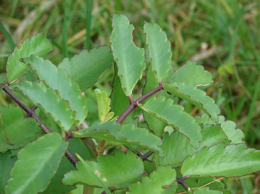Kalanchoe pinnata plant live kalanchoe plant leaf rooted for growing indoors outdoors patio lawn garden