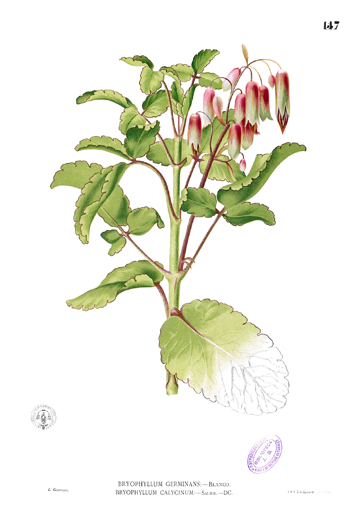 Filekalanchoe pinnata blancopng