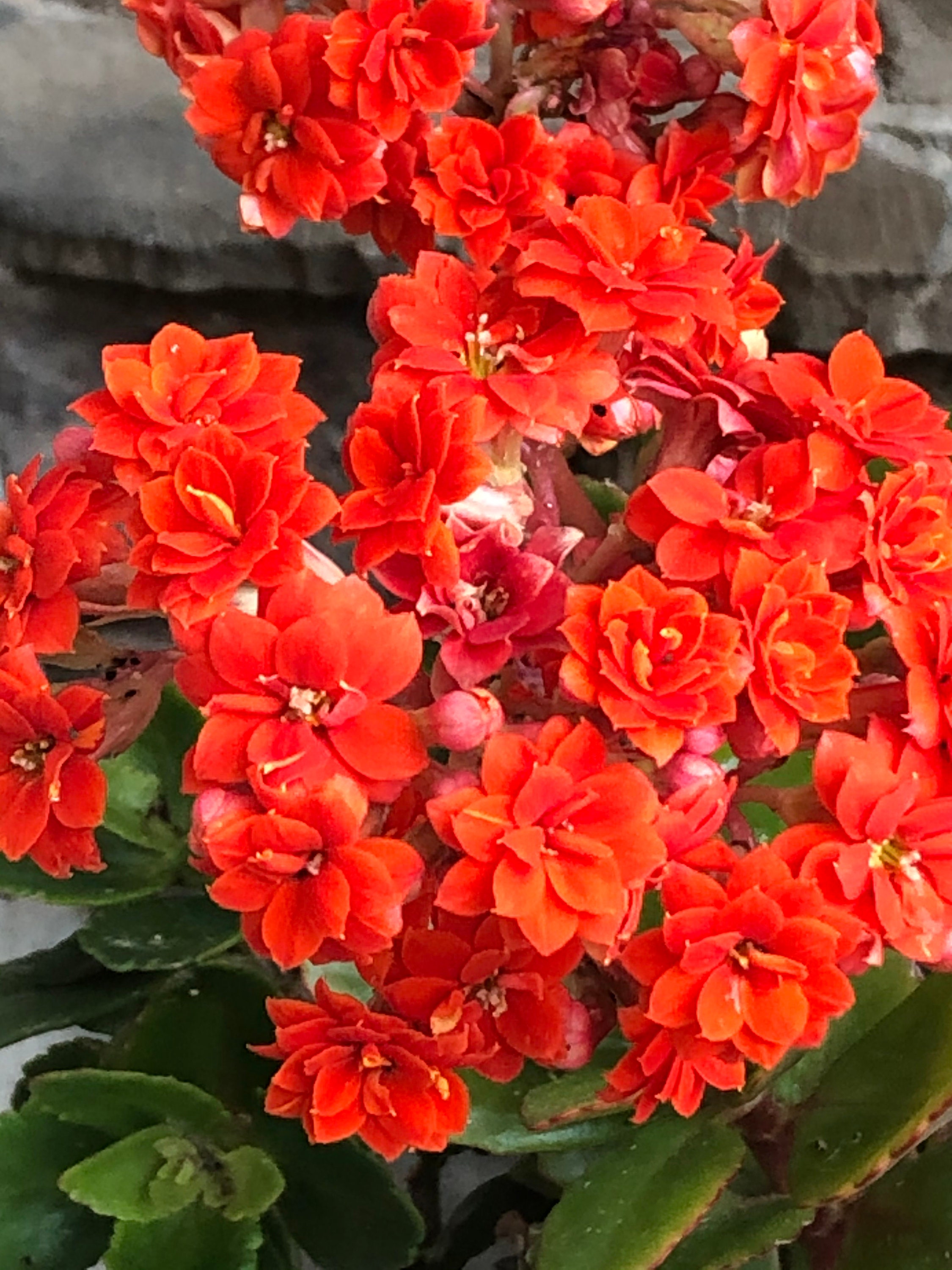 Pink orange yellow purple kalanchoe live plant or cutting