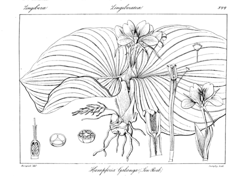 Kaempferia galanga coloring page free printable coloring pages