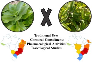 Kalanchoe laciniata and bryophyllum pinnatum an updated review about ethnopharmacology phytochemistry pharmacology and toxicology
