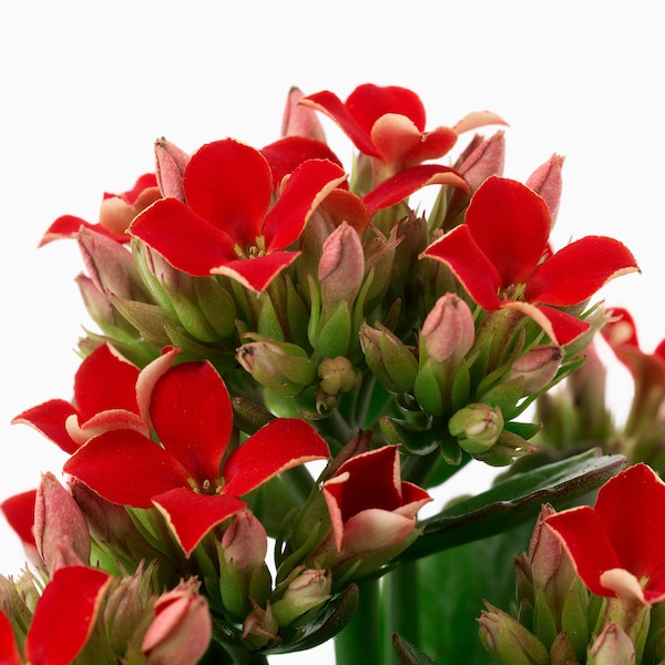 Kalanchoe plant with pot flaming katy assorted colors