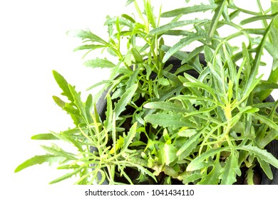 Kalanchoe laciniata photos images and pictures