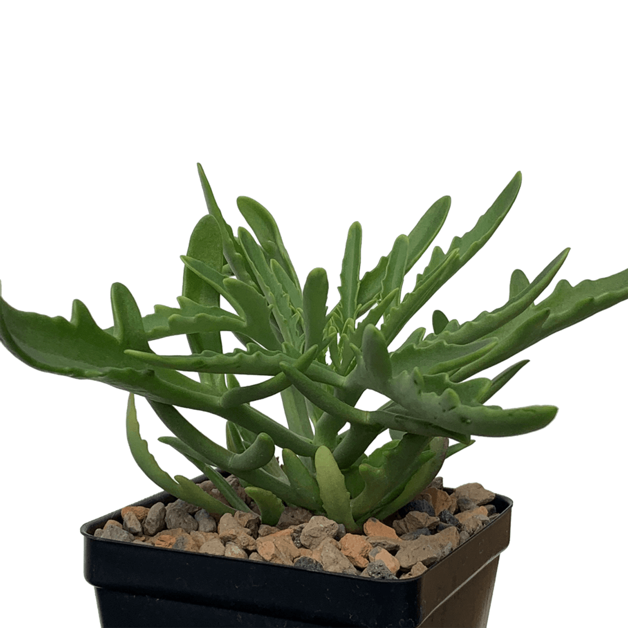 Kalanchoe laciniata christmas tree