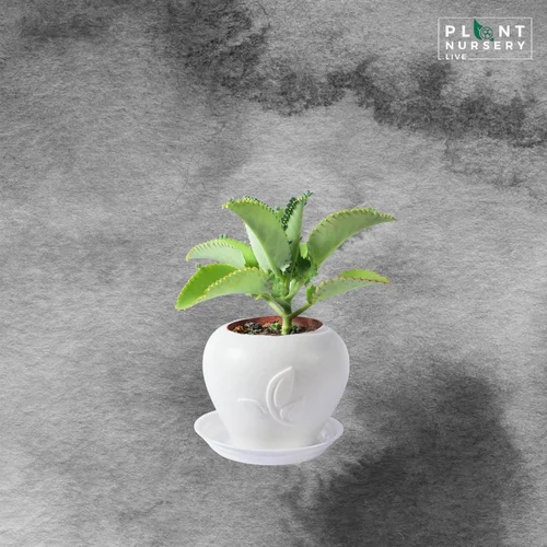 Well watered green kalanchoe pinnata plant for garden