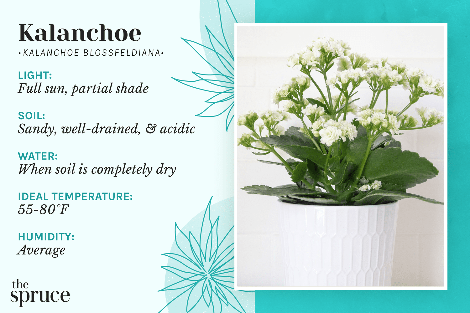 How to grow and care for kalanchoe