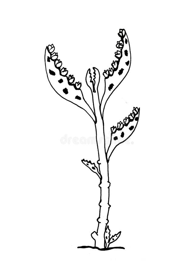 Bryophyllum stock illustrations â bryophyllum stock illustrations vectors clipart