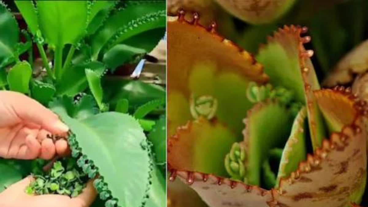 Kalanchoe pinnata this magical medicinal plant can be grown with just one leaf