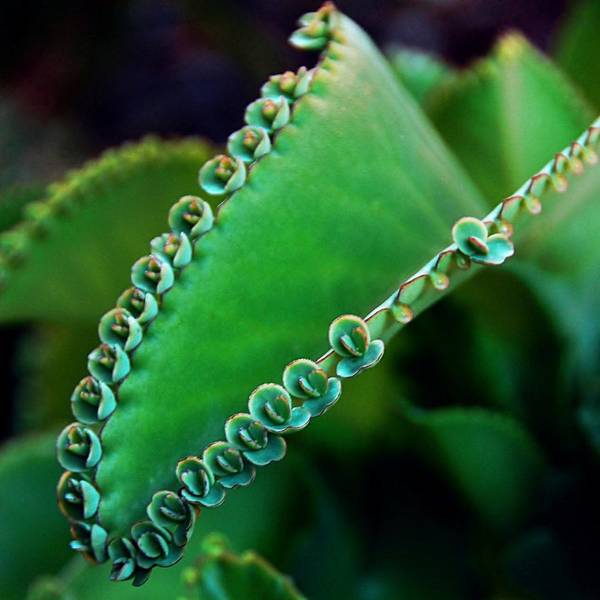 Kalanchoe pinnata succulent art print by tammy dial gray