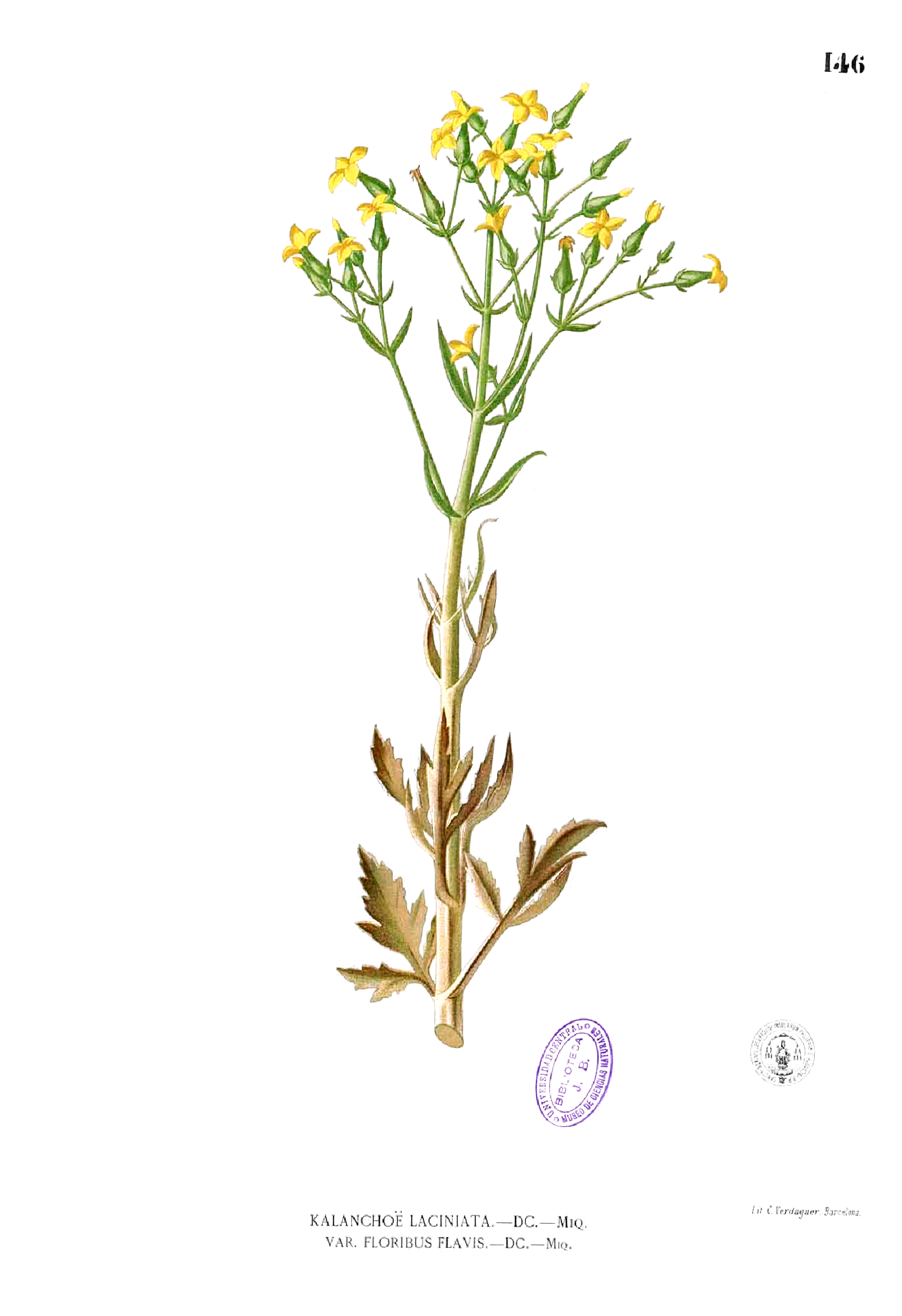 Filekalanchoe laciniata blancopng