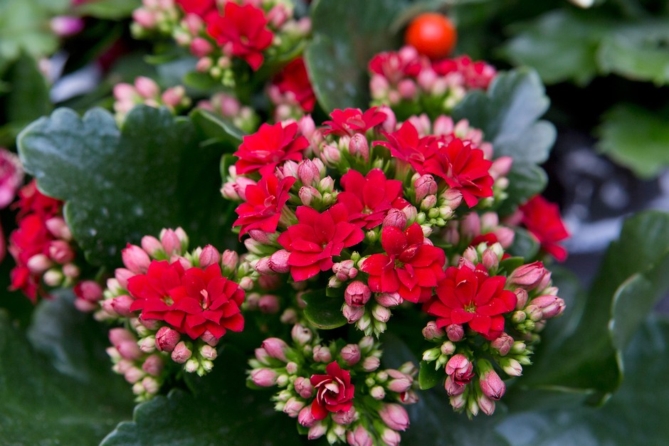 Kalanchoe care how to care for a kalanchoe plant bbc gardeners world magazine