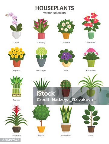 Kalanchoe stock illustrations royalty