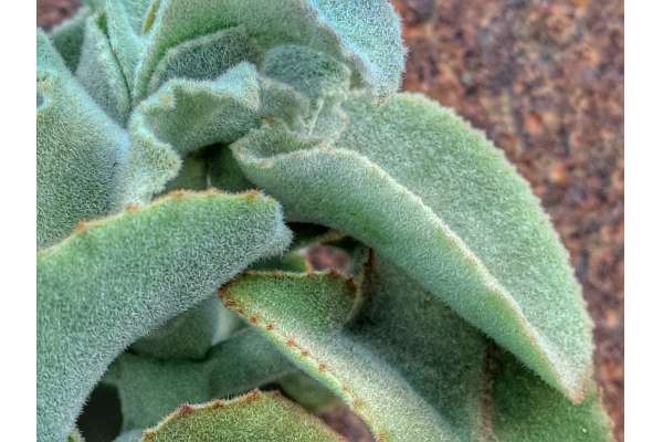 Kalanchoe cactus and succulents buy plants online