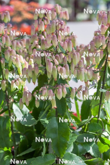 Kalanchoe pinna