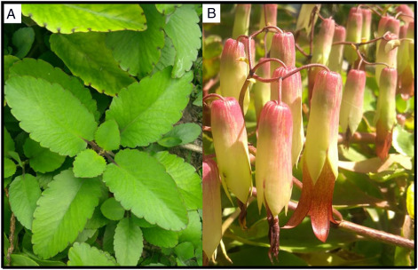 Kalanchoe laciniata and bryophyllum pinnatum an updated review about ethnopharmacology phytochemistry pharmacology and toxicology