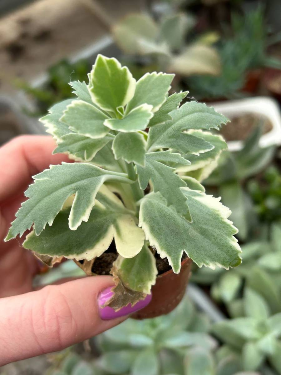 Kalanchoe laciniata variegata succulents kalanchoe kaktusy sukulenty i inne roåliny