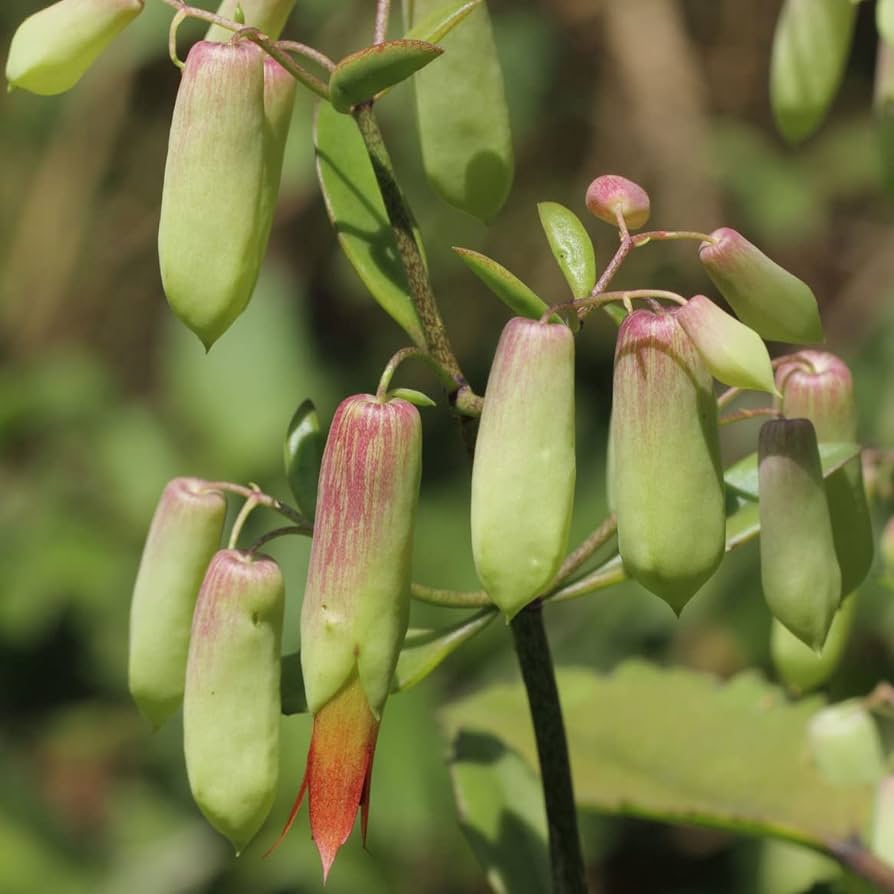 Kalanchoe pinnata life plant goethe miracle leaf rooted plant âlive plant â patio lawn garden