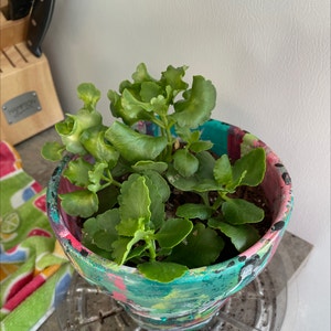 Keep your big leaf kalanchoe alive light water care instructions