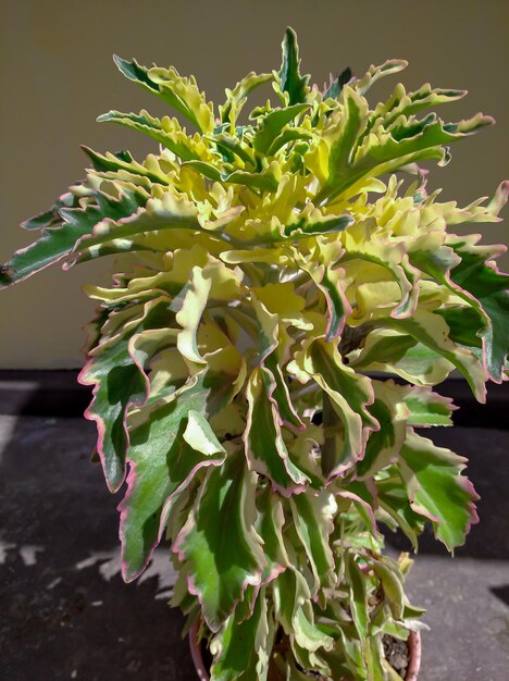 Page medium hosta images