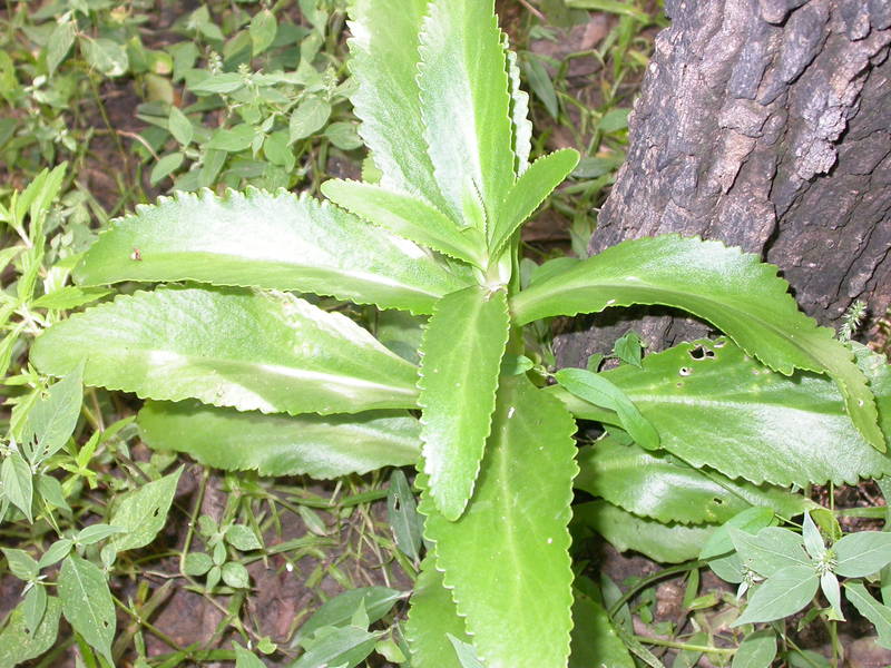 Kalanchoe laciniata images