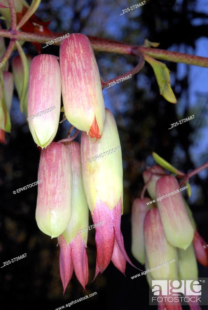 Flower of kalanchoe pinnata this plant has leaves that are thick and fleshy and sprout into small stock photo picture and rights managed image pic zq