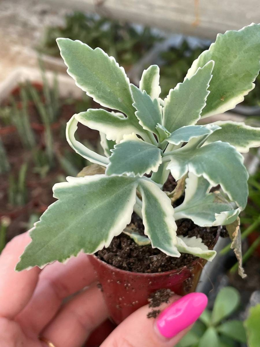 Kalanchoe laciniata variegata succulents kalanchoe kaktusy sukulenty i inne roåliny