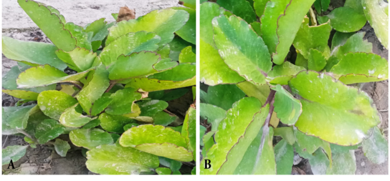 Kalanchoe pinnata is a miraculous plant a review