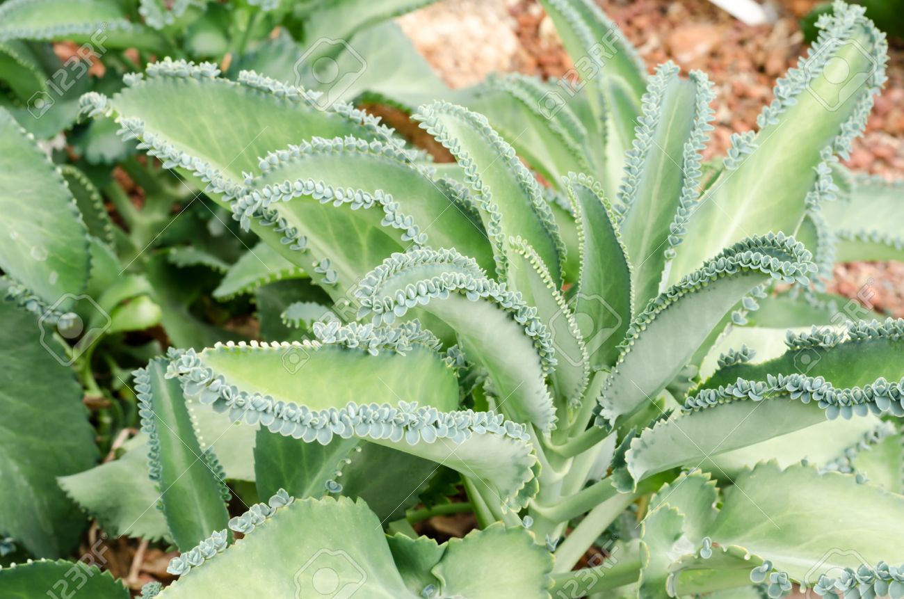 Kalanchoe pinnatasucculent plants in garden stock photo picture and royalty free image image