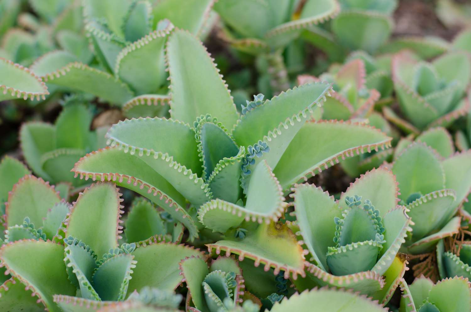 How to grow and care for kalanchoeâand get the most vibrant blooms