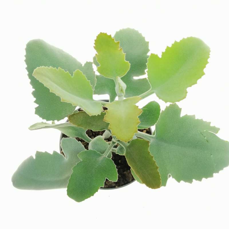 Kalanchoe beharensis velvet leaft cm crassulaceae